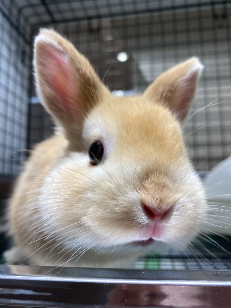 二子玉☆子うさぎちゃんデビュー！ : うさぎブログ うさぎのしっぽ公式