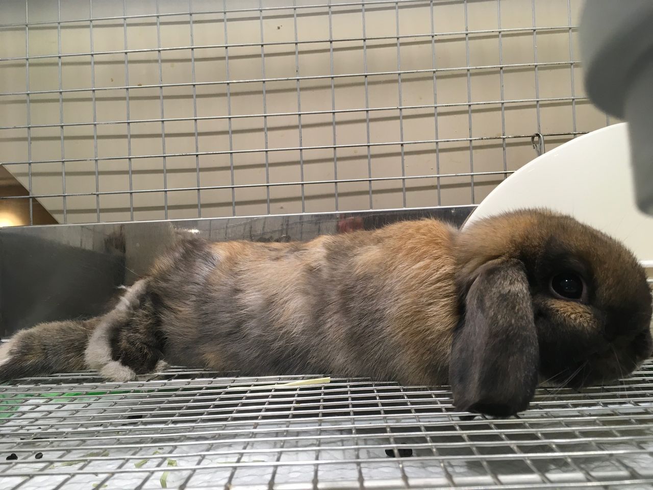 うさぎブログ うさぎのしっぽ公式ブログ 日々しっぽ くつろぎ方もそれぞれ うさぎブログ うさぎのしっぽ公式ブログ 日々しっぽ くつろぎ方もそれぞれ