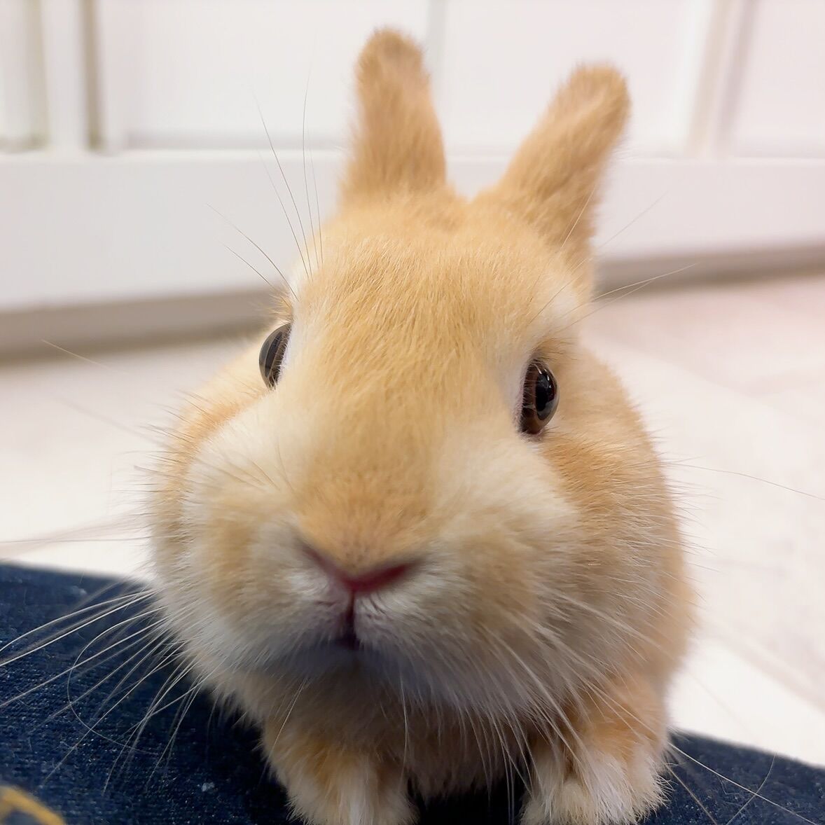 想い出プロジェクトin恵比寿店 : うさぎブログ うさぎのしっぽ公式