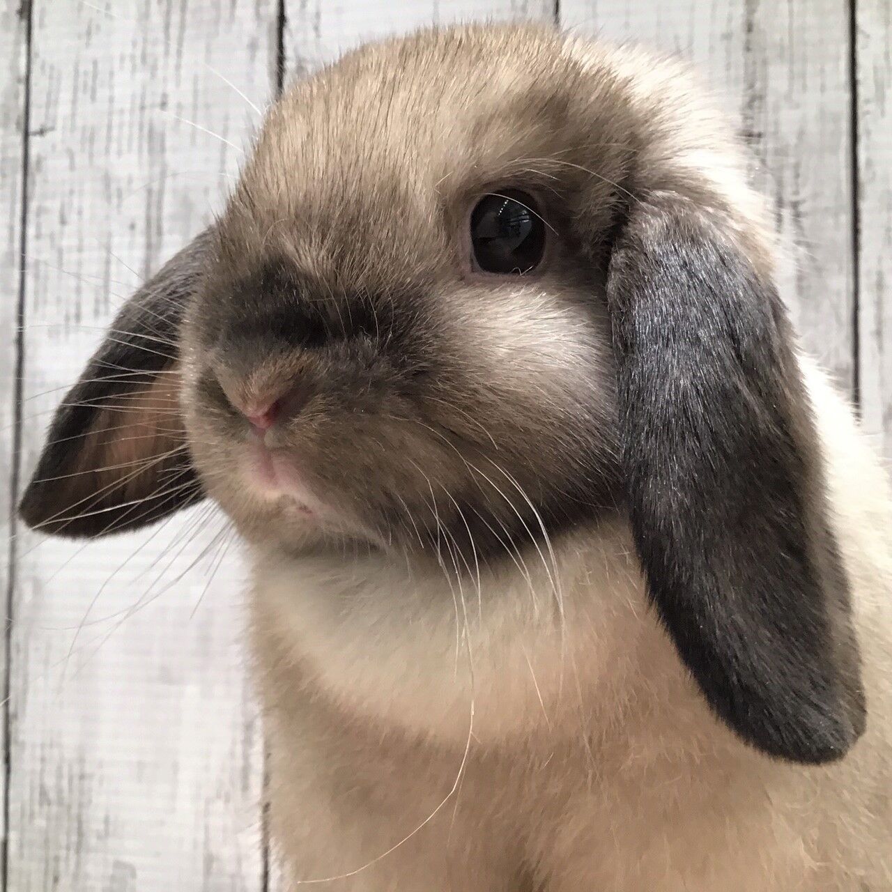 南町田店のうさちゃん♪ : うさぎブログ うさぎのしっぽ公式ブログ