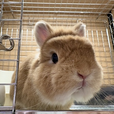 元ママのネザーちゃん！ : うさぎブログ うさぎのしっぽ公式ブログ