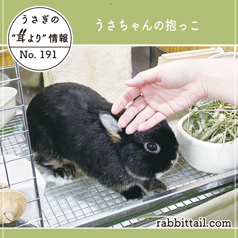 うさぎブログ うさぎのしっぽ公式ブログ 日々しっぽ うさぎの耳より情報 Livedoor Blog ブログ うさぎブログ うさぎのしっぽ公式ブログ 日々しっぽ うさぎの耳より情報 Livedoor Blog ブログ