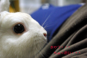 おねだりの瞳