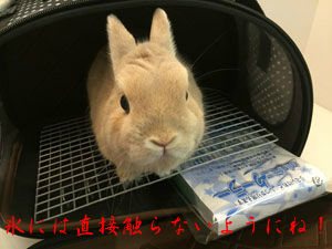 BlogPaint