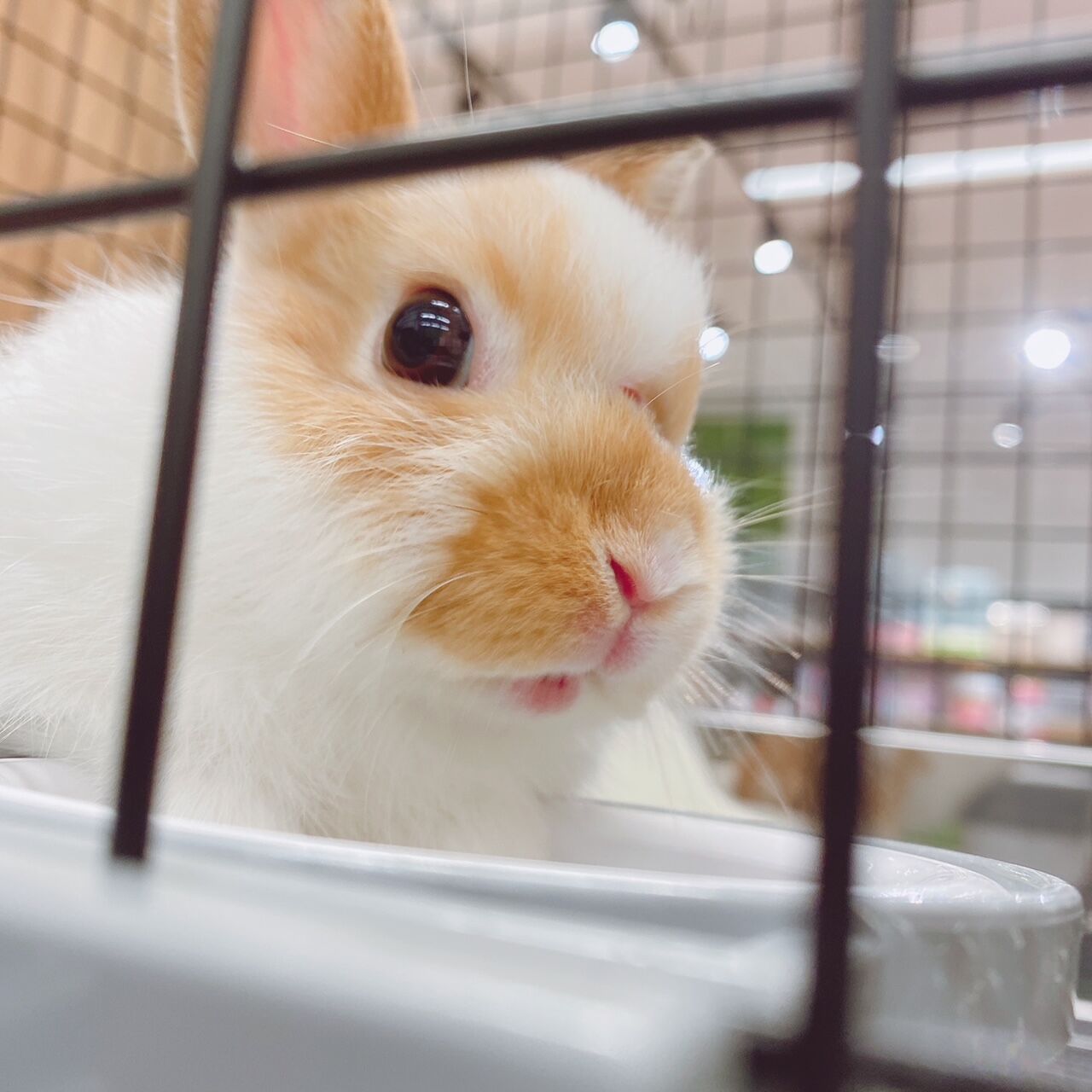 うさぎブログ うさぎのしっぽ公式ブログ 日々しっぽ 新うさちゃんデビューしました