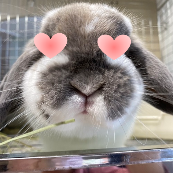 丸顔貴公子オススメ！牧草界のジェントルマン！ : うさぎブログ うさぎ