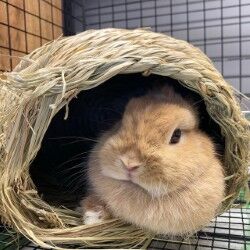 GetAttachmentThumbnail