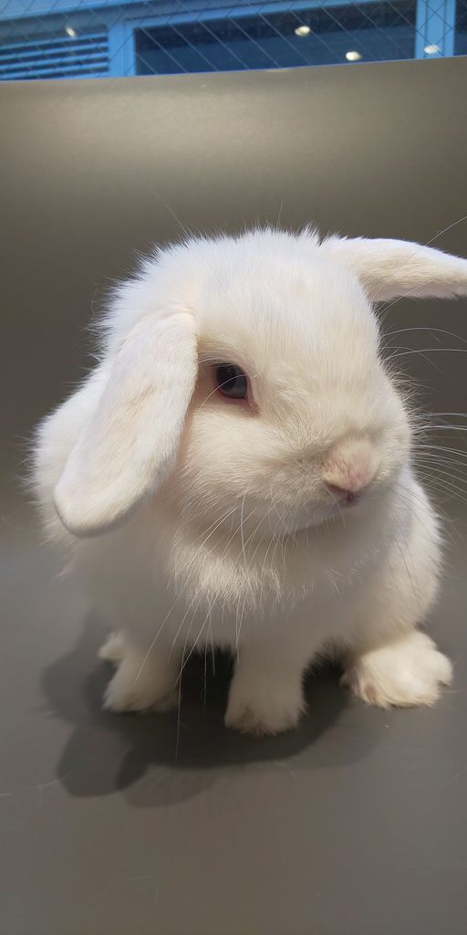 うさぎブログ うさぎのしっぽ公式ブログ 日々しっぽ 朝晩冷えますね うさぎブログ うさぎのしっぽ公式ブログ 日々しっぽ 朝晩冷えますね
