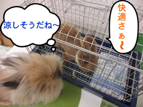 BlogPaint