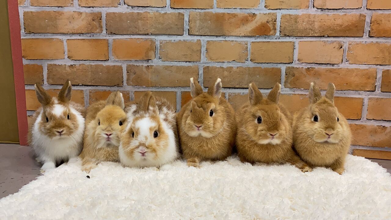 うさぎブログ うさぎのしっぽ公式ブログ 日々しっぽ ネザー戦隊オレンジャーズ うさぎブログ うさぎのしっぽ公式ブログ 日々しっぽ ネザー戦隊オレンジャーズ