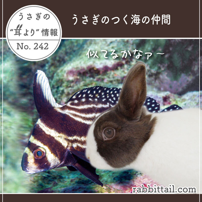 新作人気 No.65「私のお気に入り♡⑤」 シーグラスアート 花 うさぎ 立体・オブジェ