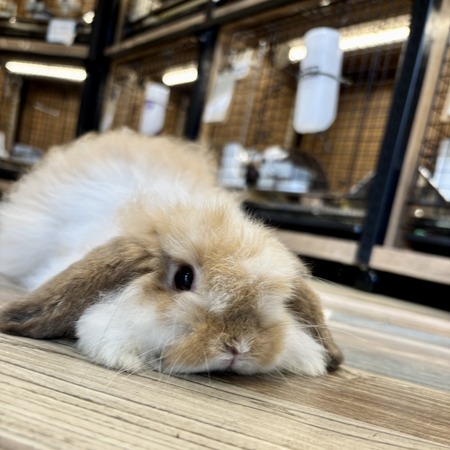 IMG_7033 - ¥³¥Ô¡¼