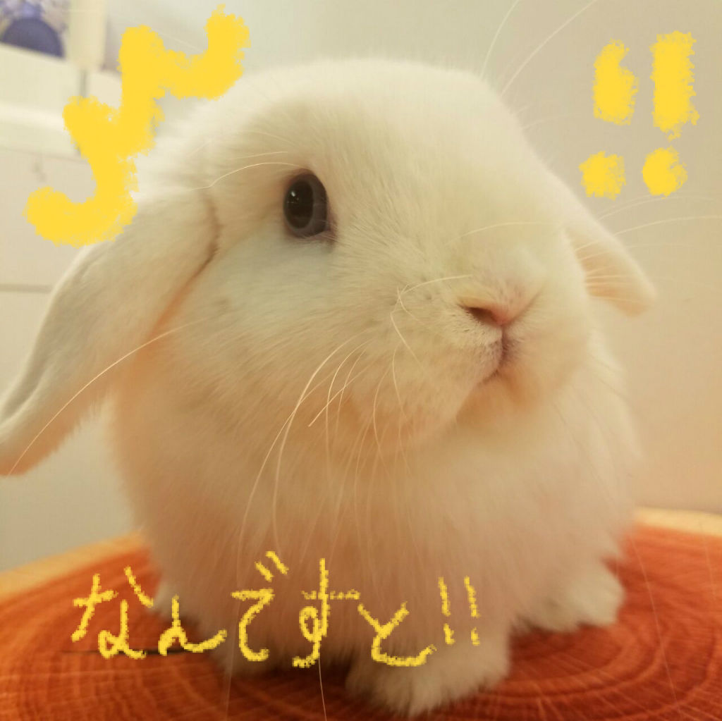 うさぎブログ うさぎのしっぽ公式ブログ 日々しっぽ 恵比寿店もweb予約開始 うさぎブログ うさぎのしっぽ公式ブログ 日々しっぽ 恵比寿店もweb予約開始