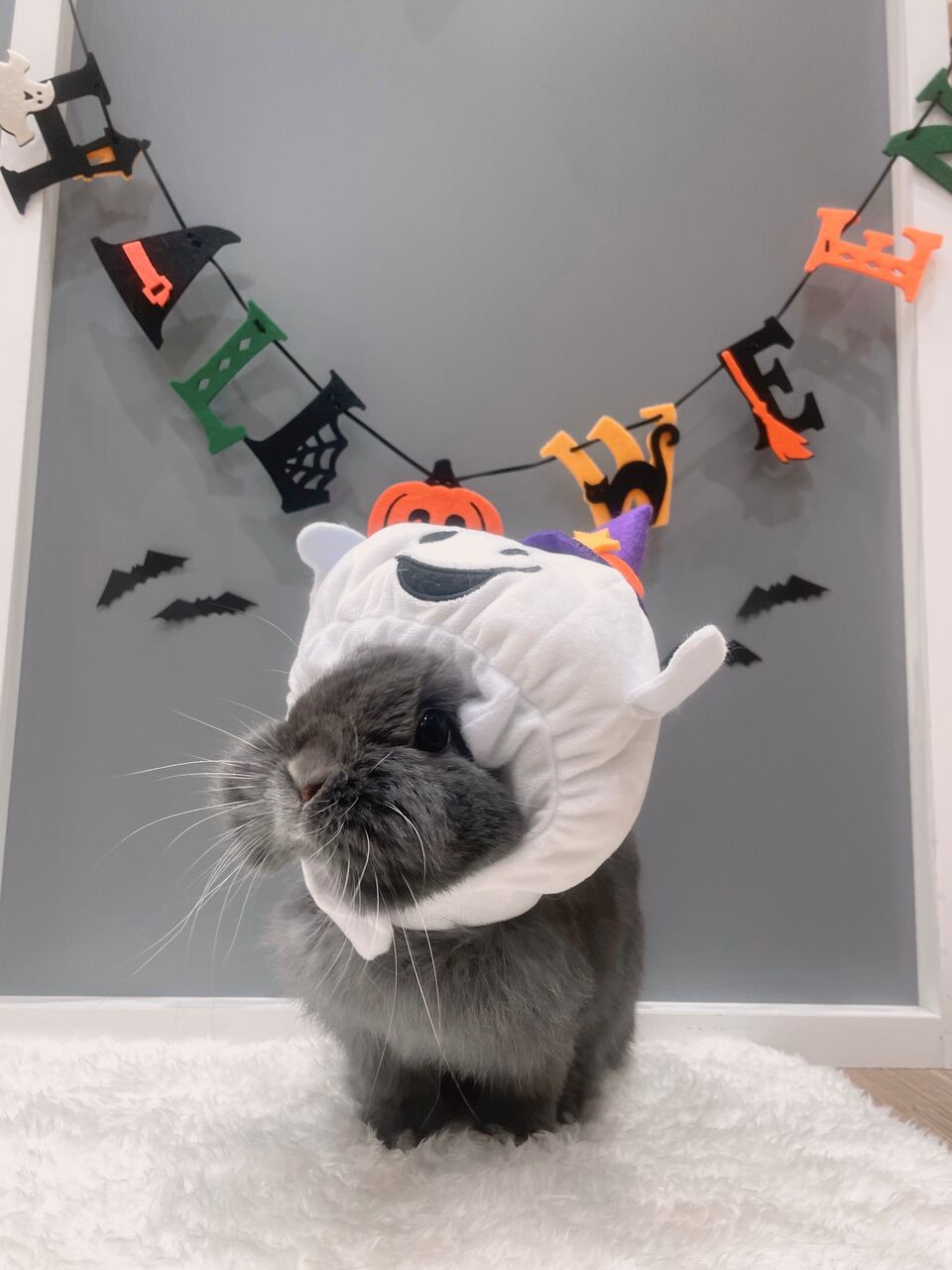 ハッピーハロウィン！ : うさぎブログ うさぎのしっぽ公式ブログ「日々