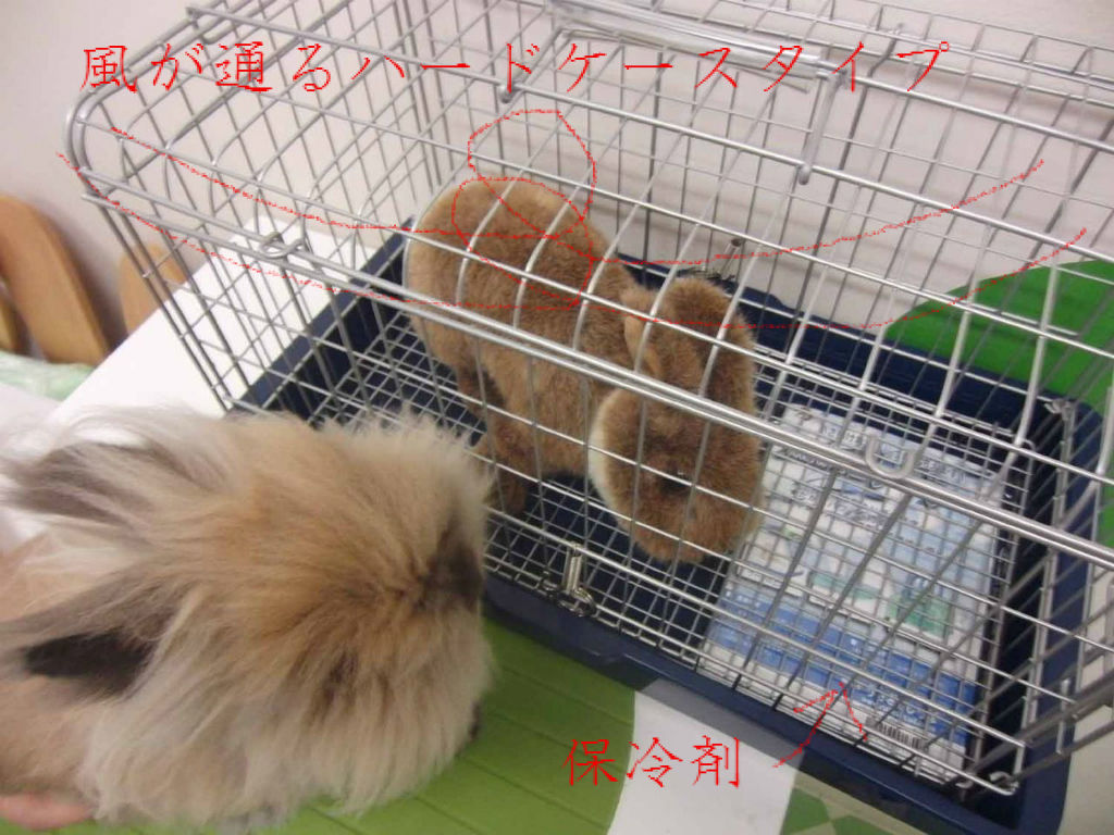 うさぎブログ うさぎのしっぽ公式ブログ 日々しっぽ 湿気は大敵 要注意です