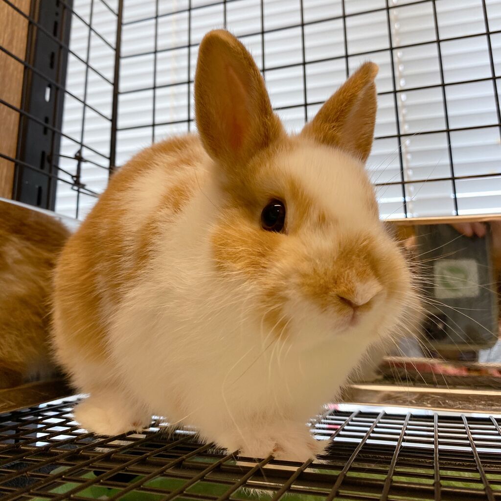☆柴又店ブロークンオレンジず☆ : うさぎブログ うさぎのしっぽ公式