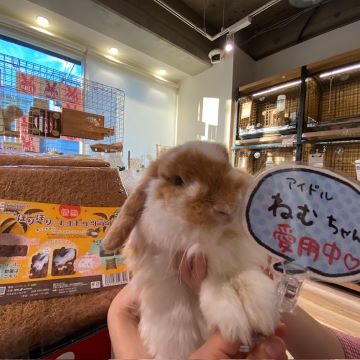 2台まとめ買い うさぎ Amazon.co.jp: うさぎと暮らすCALENDAR2025 ([カレンダー
