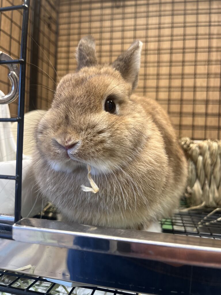 推しうさ紹介 : うさぎブログ うさぎのしっぽ公式ブログ「日々しっぽ」