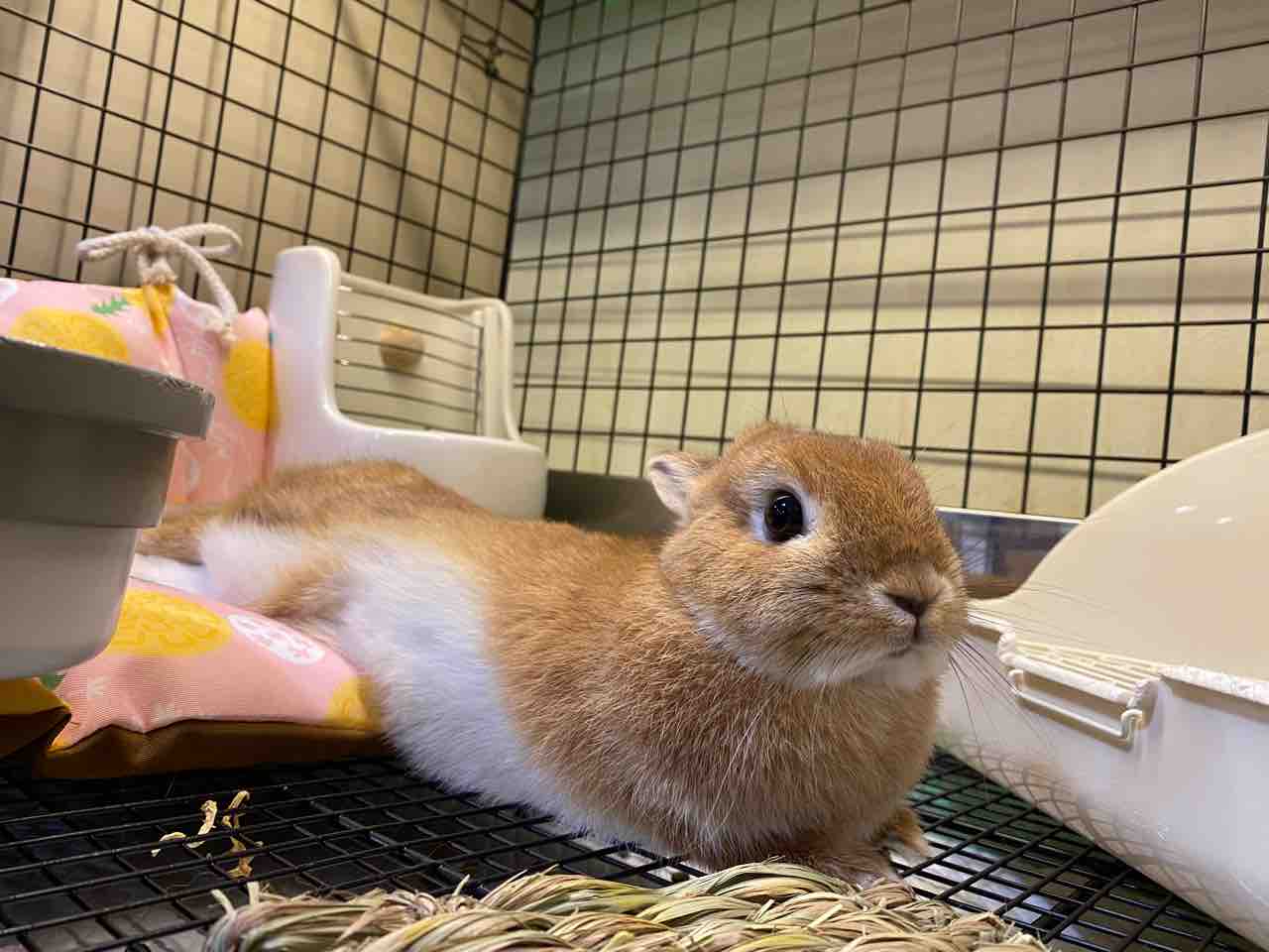 うさぎのお昼寝姿 : うさぎブログ うさぎのしっぽ公式ブログ「日々しっぽ」