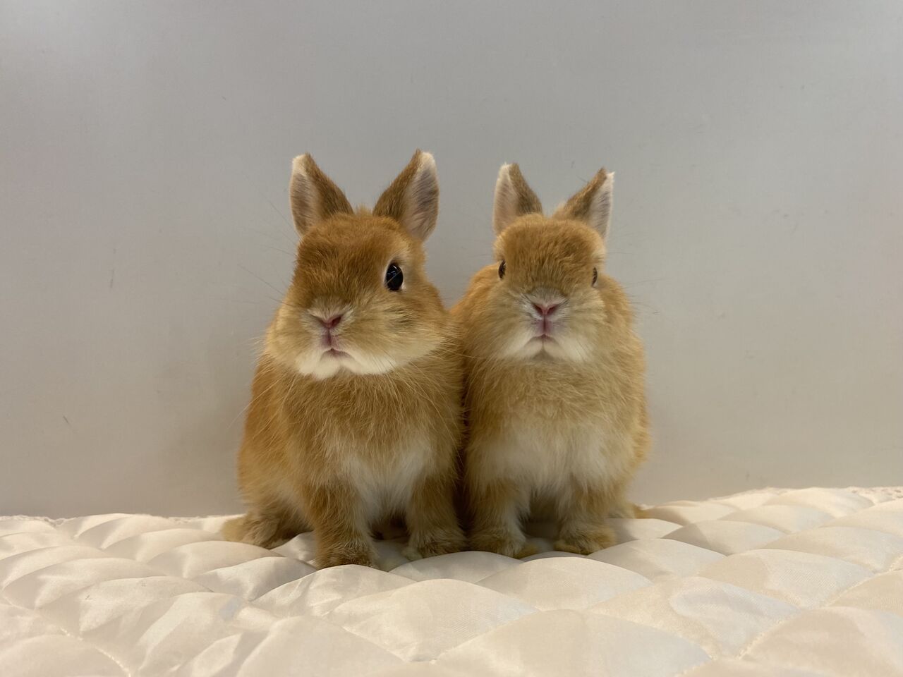 うさぎブログ うさぎのしっぽ公式ブログ 日々しっぽ 太陽のようなうさぎに恋をした うさぎブログ うさぎのしっぽ公式ブログ 日々しっぽ 太陽のようなうさぎに恋をした