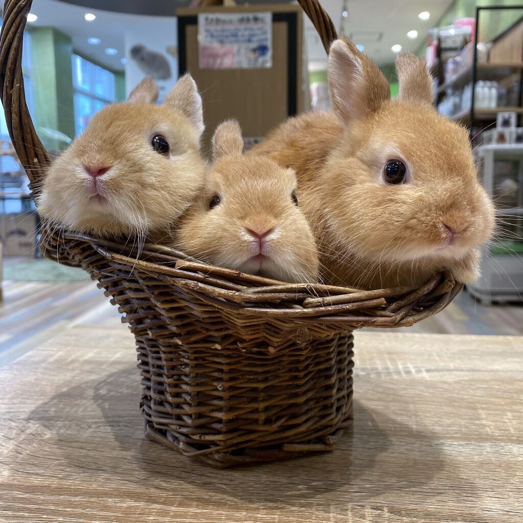 海老名店限定！！ : うさぎブログ うさぎのしっぽ公式ブログ「日々しっぽ」