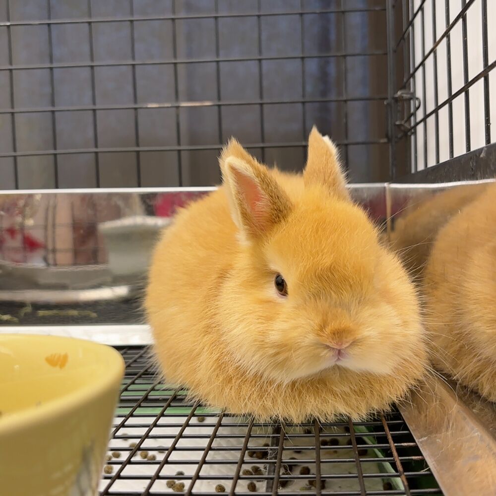 うさぎページ 楽天市場】うさぎケージ GEX ラビんぐ スマートルーム（70×54