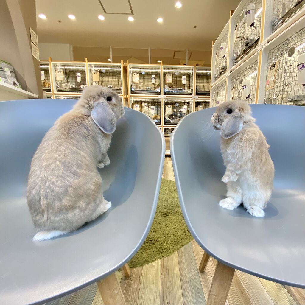 うさぎ 28周年セール中】【無地梱包不可】広々＆簡単クリアフロントうさぎ飼育