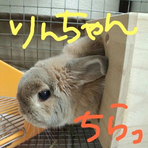 うさぎ