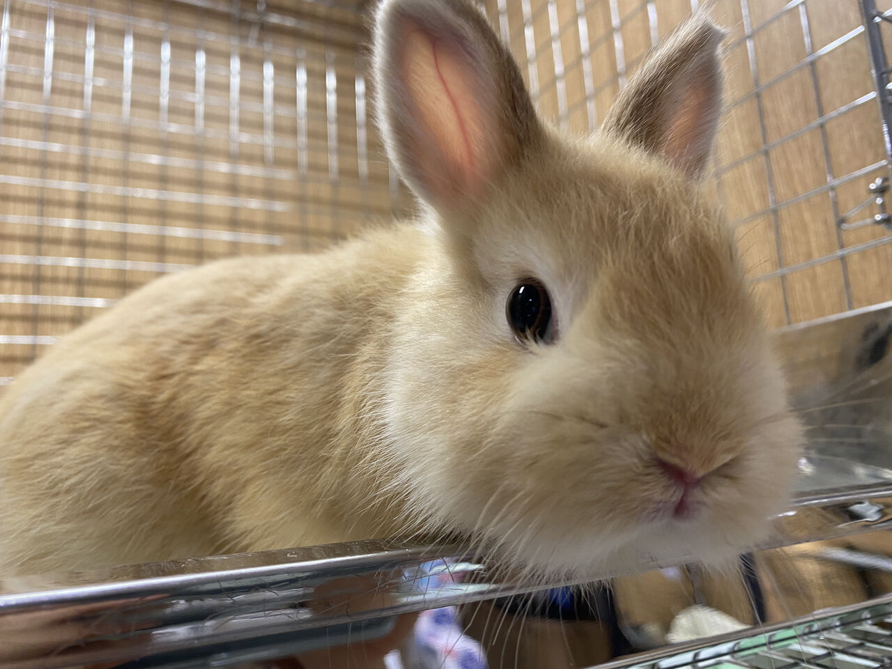 王道&レアカラー！ : うさぎブログ うさぎのしっぽ公式ブログ「日々