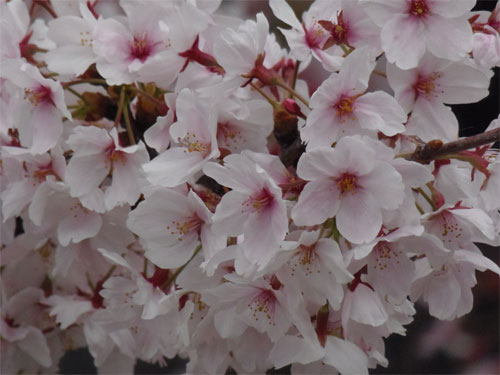 sakurasakura
