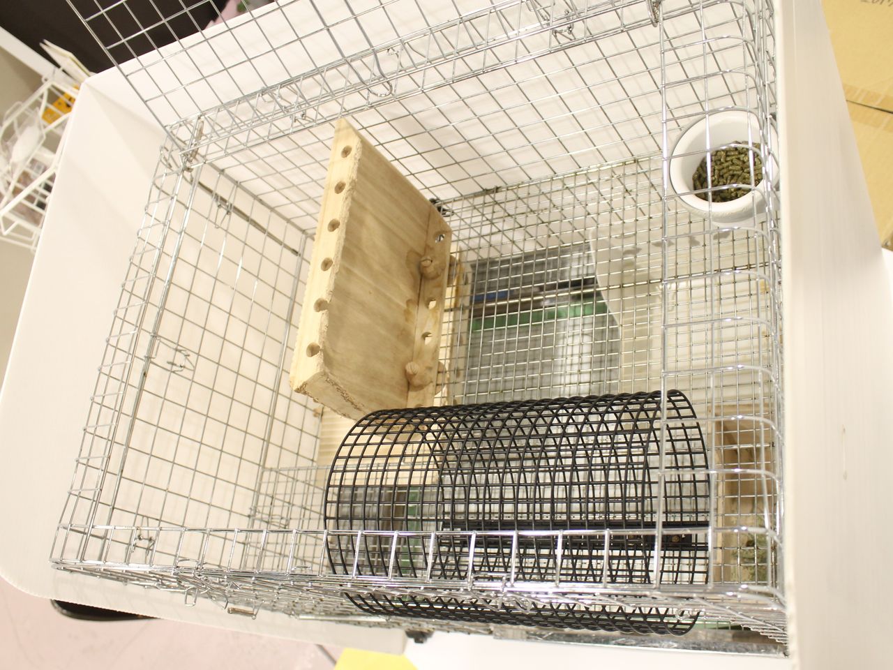 プロケージのすゝめ : うさぎブログ うさぎのしっぽ公式ブログ「日々