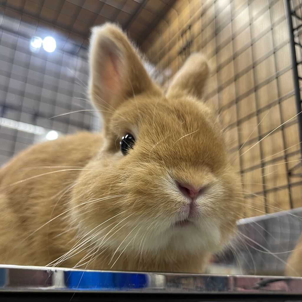 レイクタウン店ネザオレ集合♪ : うさぎブログ うさぎのしっぽ公式