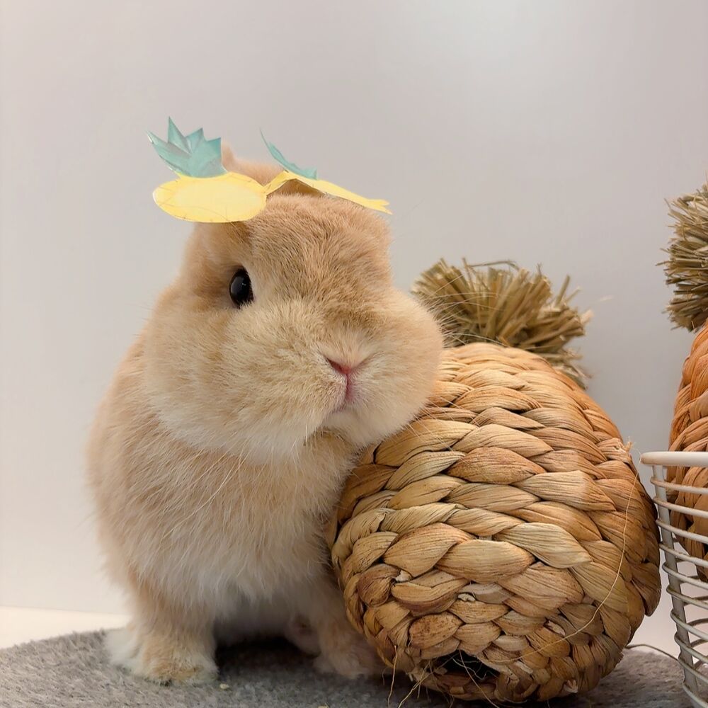 うさぎブログ うさぎのしっぽ公式ブログ「日々しっぽ」