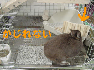BlogPaint