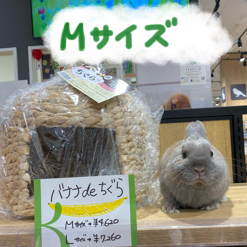 レイクタウン店にもやってきた！ : うさぎブログ うさぎのしっぽ公式