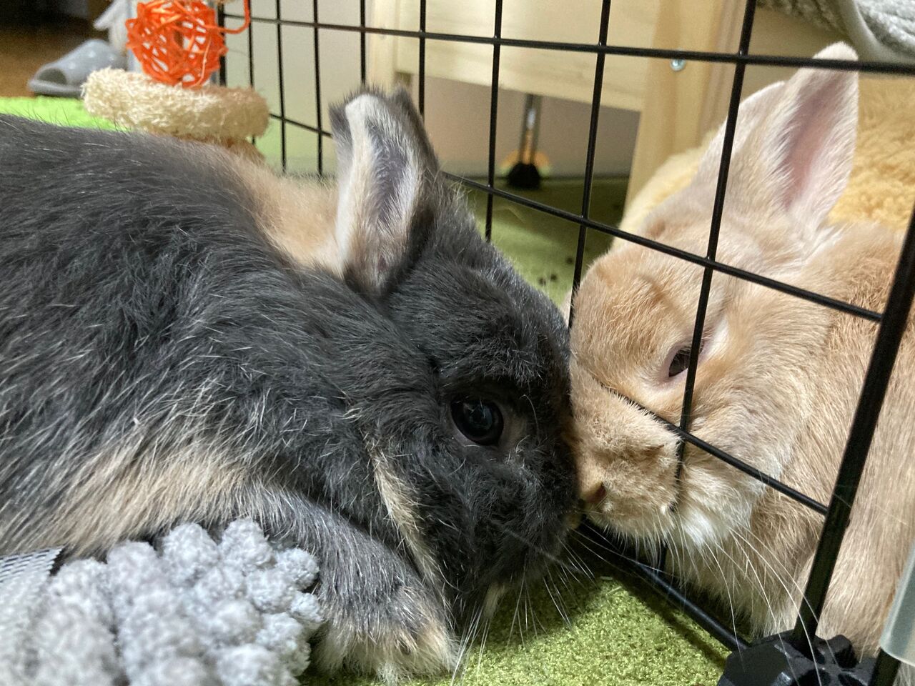 うさぎブログ うさぎのしっぽ公式ブログ 日々しっぽ 早めに暑さ対策 うさぎブログ うさぎのしっぽ公式ブログ 日々しっぽ 早めに暑さ対策