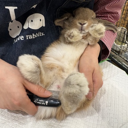 ラビット 整毛コーム