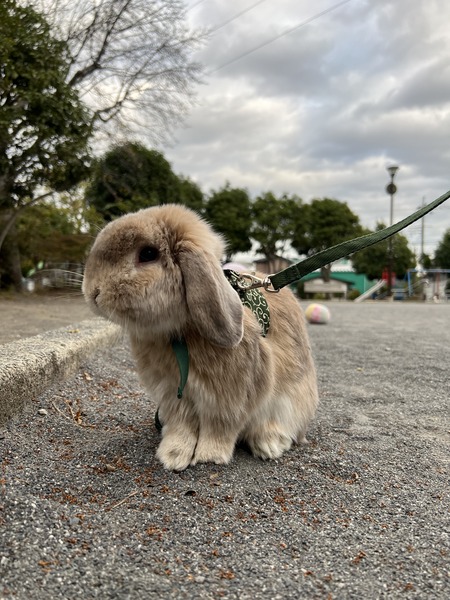 うさぎ　まとめ売り うさぎのしっぽ通販は、『うさぎと暮らす 94号』を全国へお届け
