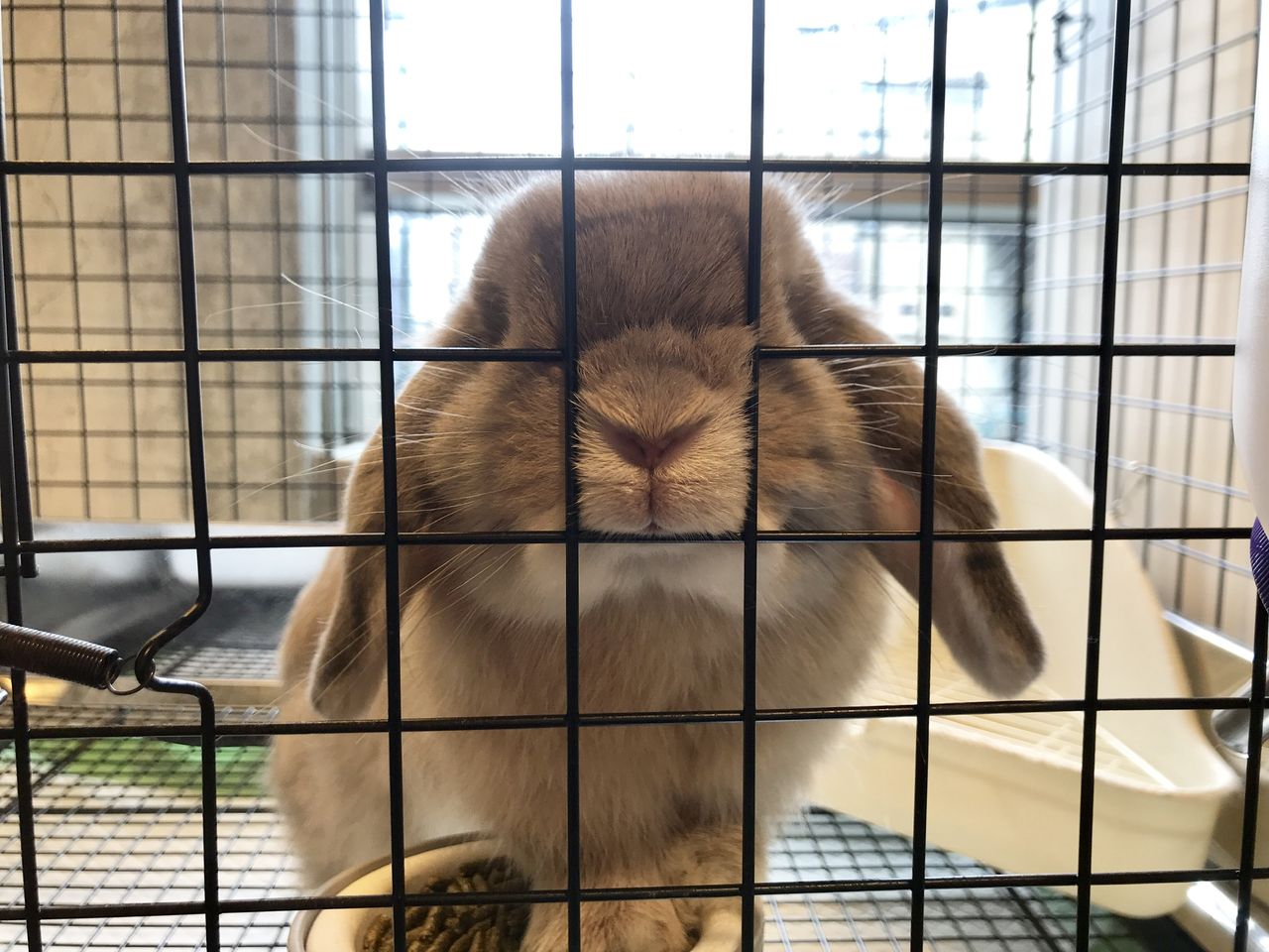 うさぎブログ うさぎのしっぽ公式ブログ 日々しっぽ 大人の階段登る うさぎブログ うさぎのしっぽ公式ブログ 日々しっぽ 大人の階段登る