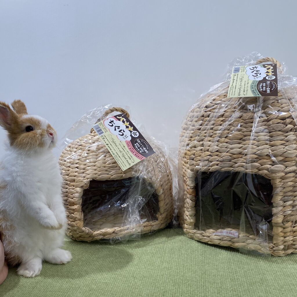 うさぎブログ うさぎのしっぽ公式ブログ 日々しっぽ いよいよ夏本番