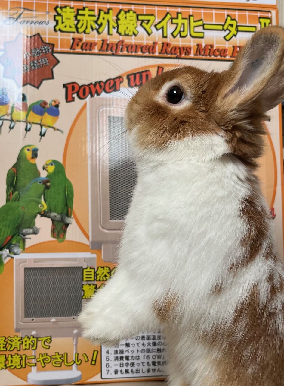 遠赤外線　マイカヒーター　小動物　うさぎ 冬だけじゃない！マイカヒーター : うさぎブログ うさぎのしっぽ