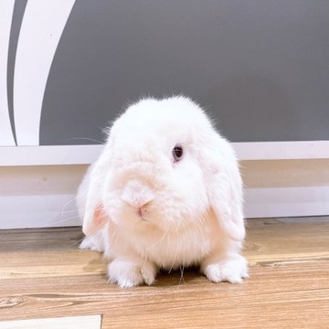ふんふん
