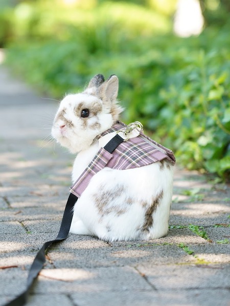 ���⡼�����ԥ�2