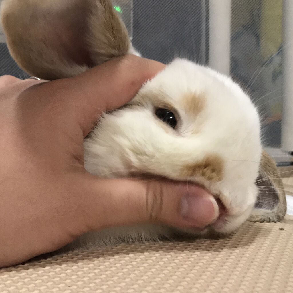 うさぎブログ うさぎのしっぽ公式ブログ 日々しっぽ 初投稿です うさぎブログ うさぎのしっぽ公式ブログ 日々しっぽ 初投稿です