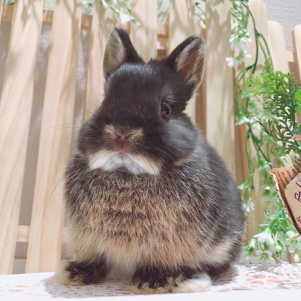かわいいウサギ かわいいうさちゃんデビュー☆ : うさぎブログ うさぎのしっぽ公式