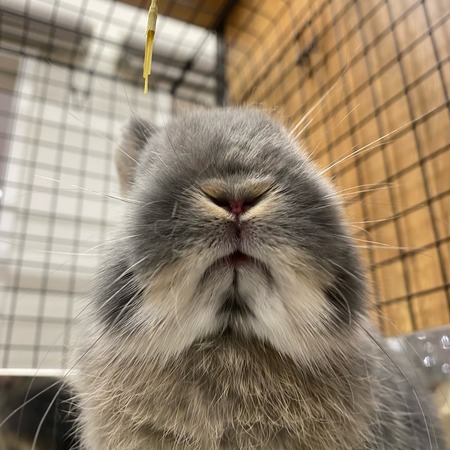 うさぎのおくち 59889bdc-s.jpg