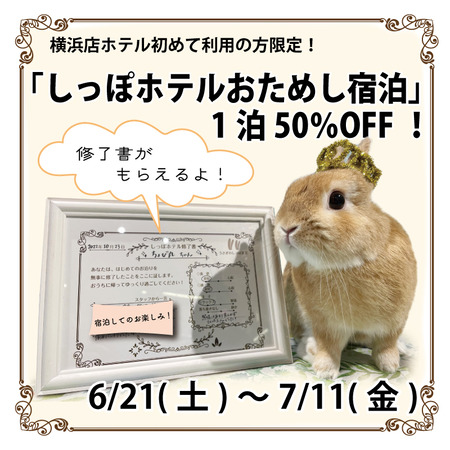 shippootameshi2025-6-3