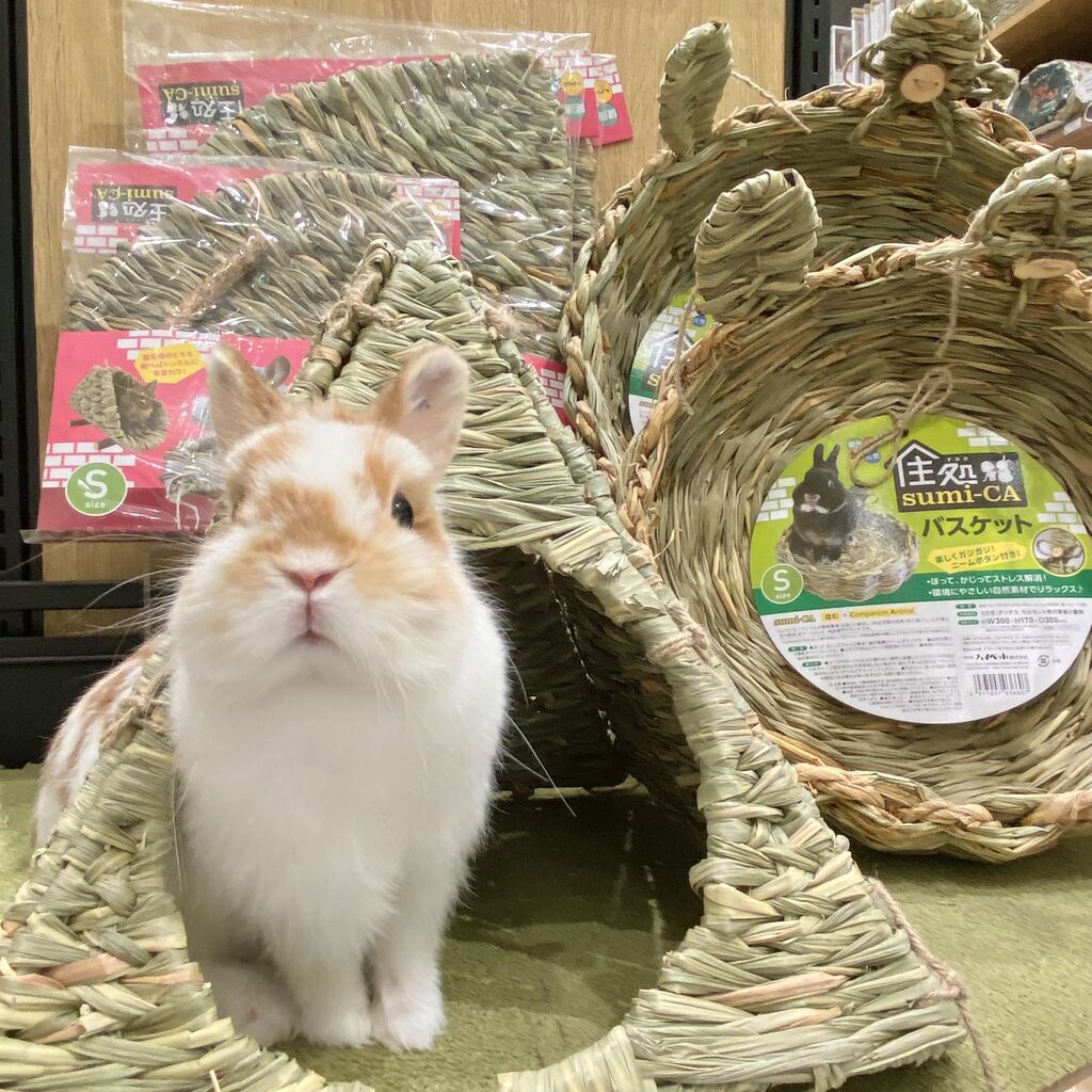 おすすめ天然ハウスたち☆ : うさぎブログ うさぎのしっぽ公式ブログ