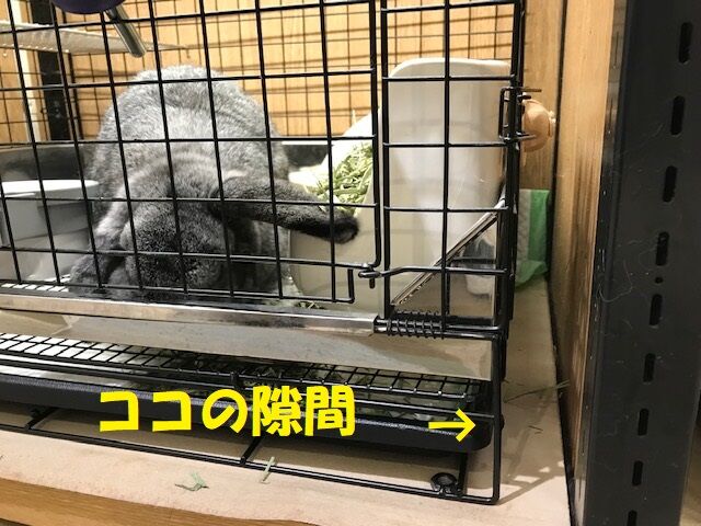 うさぎブログ うさぎのしっぽ公式ブログ 日々しっぽ 牧草が散らかるのが嫌いです うさぎブログ うさぎのしっぽ公式ブログ 日々しっぽ 牧草が散らかるのが嫌いです