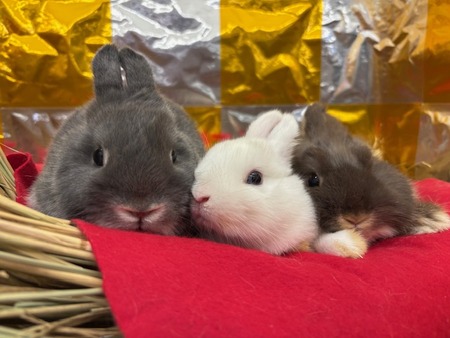 新入りネザー♪ : うさぎブログ うさぎのしっぽ公式ブログ「日々しっぽ」